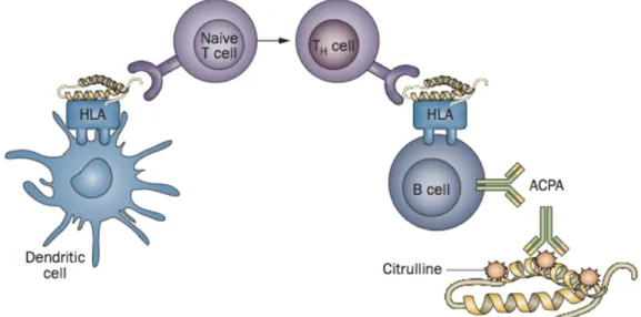 Figure 3 : Production des anticorps anti-CCP grâce aux facteurs de susceptibilité génétique  (4)