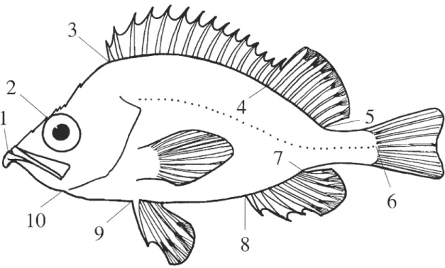 Figure 3.1  Position  of  the  10  landmarks  used  to  define  body  shape:  (1)  bottom  of  the  teeth  on  the  lower jaw;  (2)  preocular  spi  ne;  (3)  anterior  insertion  of the  dorsal  fin;  (4)  posterior base  of the  last  hard  rayon the  do