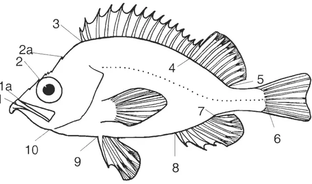 Figure 2.1  Position  of the  10 landmarks  used to  define body  shape.  Lia  and  L 2a  replaced  LI  and  L 2  in  the  comparison  study  between  freshly  caught  and  thawed  specimens
