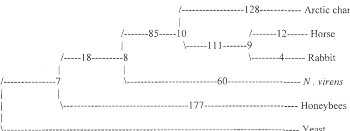 Figure 6.  Genetic analysis of the sub-unit COXI.  Alignment of sequence data was carried  using  BioEdit  5.0.9  program 