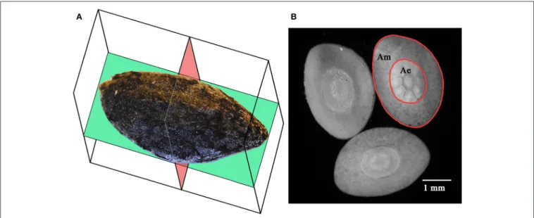FIGURE 2 | Coronal (green) and axial (red) sectional planes of Aleppo pine seeds (A). Axial sections of an Aleppo pine seed showing the megagametophyte (Am) and the embryo (Ae) (B)