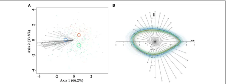 FIGURE 4 | Canonical variate analysis (A) on seed coronal shape using the 36 radii length data, with confidence circles (for α = 0.05) highlighted