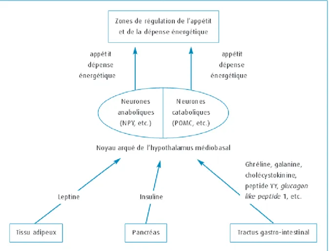 Figure 9 : Schéma simplifié illustrant les mécanismes de régulation du poids (7)  NPY : neuropeptide Y 
