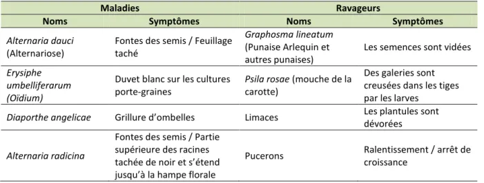 Tableau 1 : Principaux stress biotiques observés en culture de carottes porte-graine (Collin et al., 2005 ; [1]) 