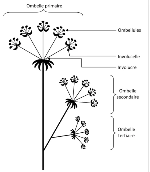 Figure 1: Morphologie de Daucus carota : organisation des ombelles (Chateau, 2017) 