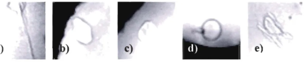 Figure  1.  Ice  crystals  grown  in  presence  of  a)  high,  b)  low  and  c)  trace  AFP concentrations  in  Atlantic wolffish  plasma;  d) crystal  in  absence of AFP;  e) ice  crystal grown in  spotted  wolffish plasma