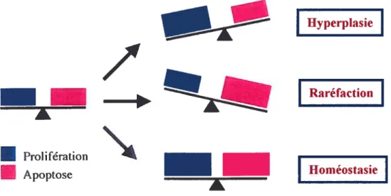 figure 5 : Modulation de l’équilibre prolifération! apoptose cellulaires et les répercutions au niveau de la structure tissulaire.