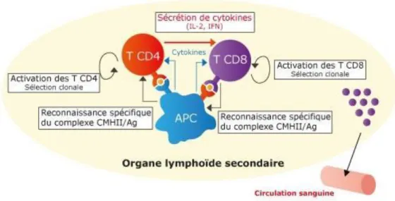 Figure 7 : Activation des lymphocytes T cytotoxiques [6] 