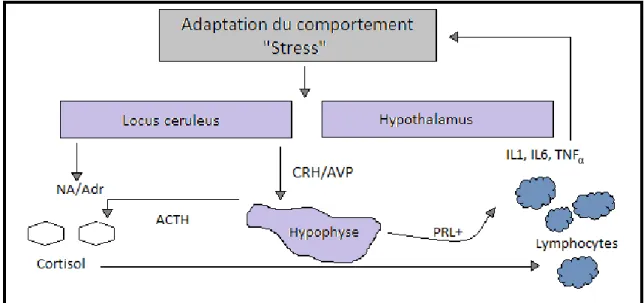 Figure 9 : Interactions entre le système hormonal et le système immunitaire. CRH : cortisol-releasing hormone ; AVP  : arginine vasopressine ; PRL : prolactine ; NA/Adr : noradrénaline / adrénaline [9] 