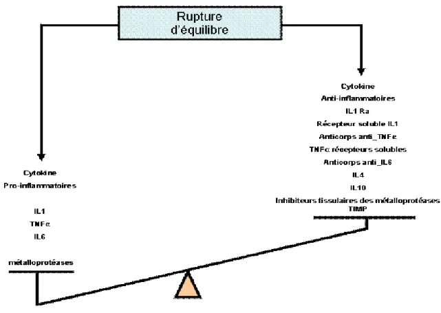 Figure 12 : rupture de l'équilibre en faveur des cytokines pro-inflammatoires [48] 