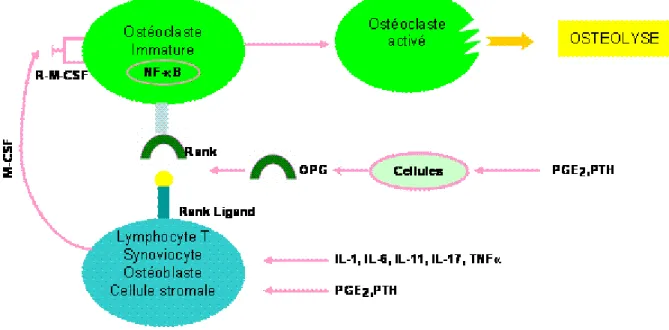 Figure 14 : Rôle du système Rank/Rank ligand ostéoprotégéine dans l'ostéolyse. [48] 