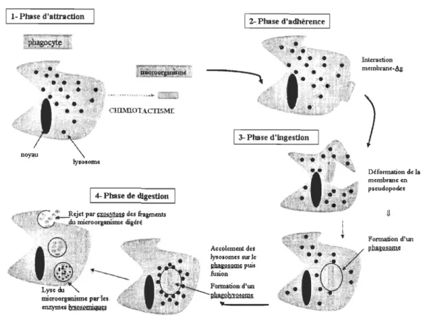 Figure 4  Les étapes de la phagocytose  (pedagogie. ac-montpellier frl .  ./  biologie,  htm!) 