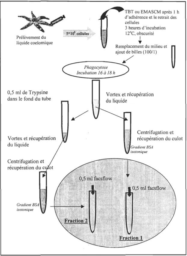 Figure 8 Schéma du protocole de la phagocytose au Facscan® en tenant compte des 2  fractions récupérées