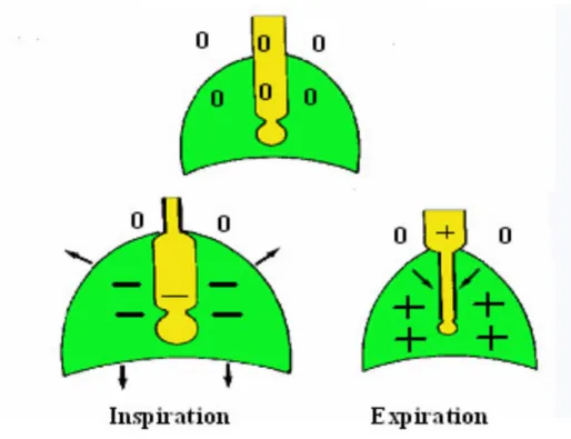 Fig. : 1.1. Variabilité des pressions respiratoires selon le cycle respiratoire. 