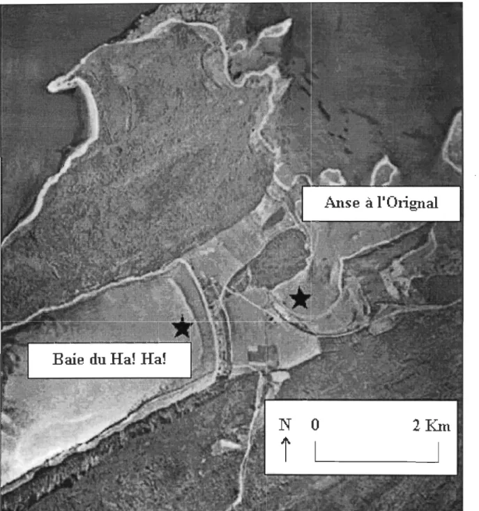 Figure  1.  Localisation des deux baies dans le  Parc National du  Bic (photo aérienne) 