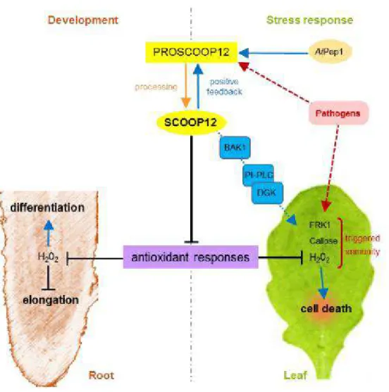 Figure  8 :  Modèle  putatif  expliquant  les  fonctions  du  peptide  SCOOP12  dans  le  développement racinaire et la réponse au stress biotique par l'inhibition de la protection  contre le stress oxydatif