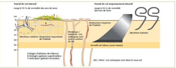 Figure 3: Influence des différentes intensités de travail de sol sur les vers de terre (Berner et al., 2013)    