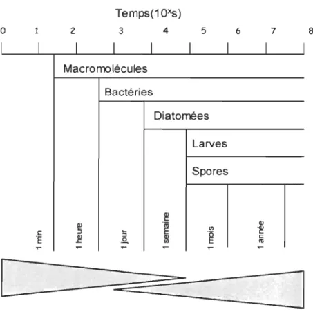Figure 1 : Chronologie de colonisation de surfaces dures immergées  (Tiré de Railkin, 2004