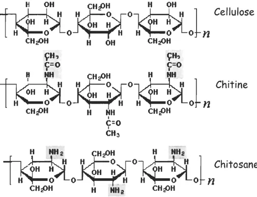 Figure 3:  Conformation de la cellulose, de la chitine et du chitosane. 