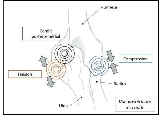 Figure 5 : Contraintes biomécaniques subies par le coude pendant le lancer   (Figure inspirée de : Azar FM et al