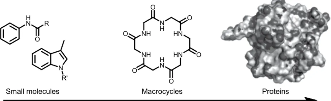 Figure 1.1 Macrocycles at the intersection of small molecules and larger biomolecules 