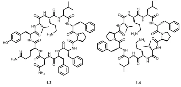 Figure 1.3 Structures of tyrocidine (1.3) and gramicidin S (1.4) 