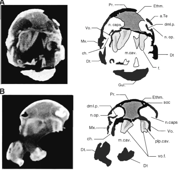 Figure  1  Cross section in the nasal capsule region of  Eusthenopteronfoordi. 