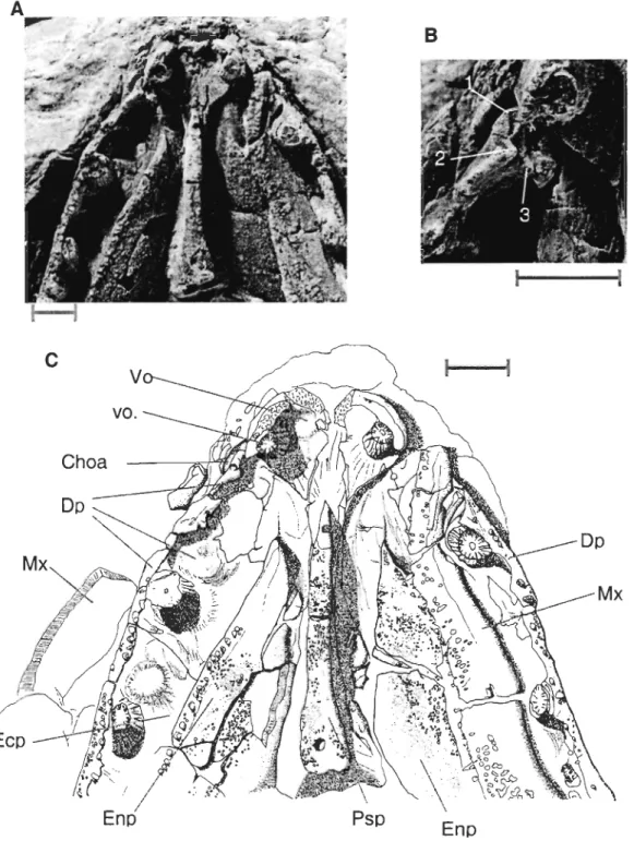 Figure 2  Eusthenopteronfoordi, specimen MHNM 06-719.  A.Ventral view of the  palate ; B