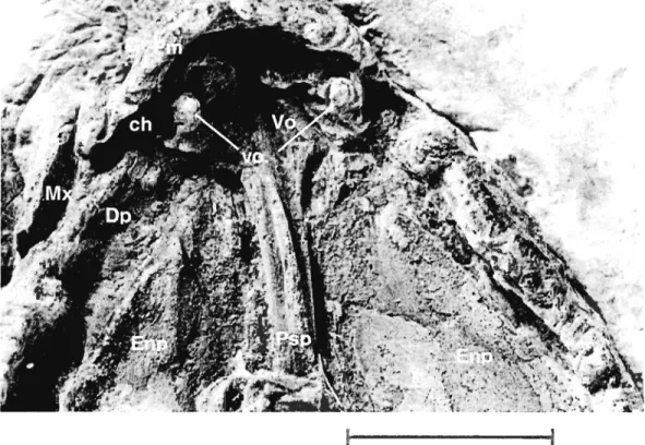 Figure 3  Eusthenopteronfoordi, specimen MHNM 06-220.  Ventral view of the  palate.  Scale bar ; 1 cm 