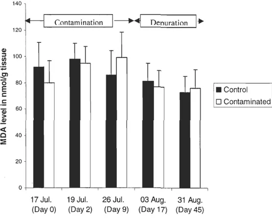 Figure 5. Effects ofexposure ta PAHs on MDA levels in the digestive gland of  My a  arenaria