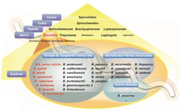 Figure 1 : taxonomie des bactéries du genre Borrelia