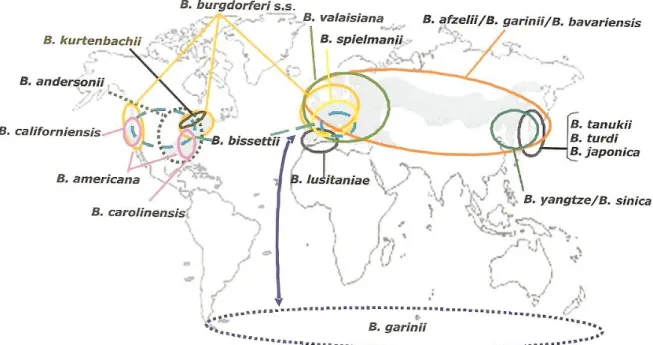 Figure 2: Aire de répartition géographique des différentes espèces de Borrelia. 