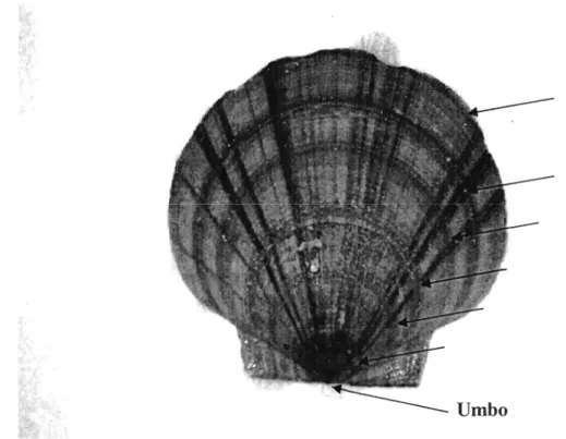 Figure 2.  Coquille  d'un  pétoncle  géant  (Placopecten  magellanicus)  sur  laquelle  sont  indiqués  les  anneaux  de  croissance  (flèches)  à  partir  desquels  l'âge  d'un  individu est déterminé
