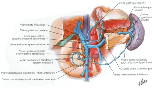 Figure 1 : Anatomie du tronc porte 