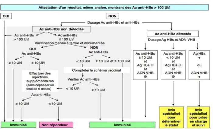 Figure 1 : Algorithme pour le contrôle de l’immunisation contre l’hépatite B                         des professionnels de santé