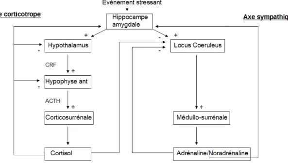 Figure 1 : Réponse neuroendocrine au stress 
