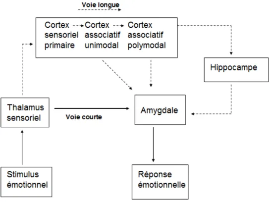 Figure 2 : Les deux voies du traitement des émotions, d'après LeDoux 23
