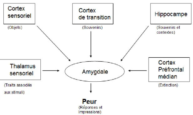 Figure 3 : L’amygdale, centre de l’acquisition et de l’expression du réflexe de conditionnement à la peur