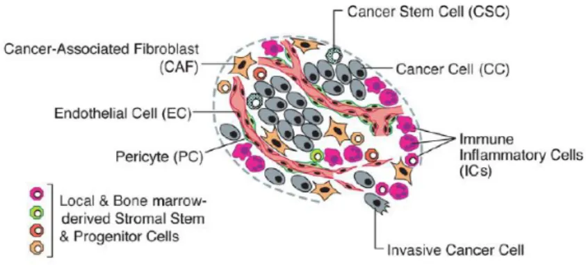 Figure  2 : Les cellules du micro-environnement tumoral (32)  