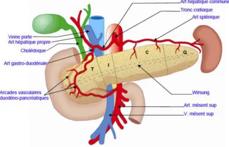 Figure 1 : rapports vasculaires du pancréas. 