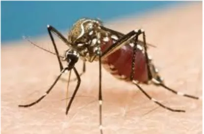 Figure 1  Moustique du genre Aedes. 