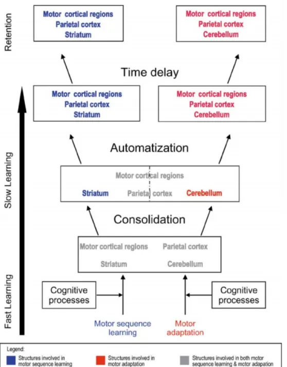 Figure  2.  Modèle  original  de  Doyon  et  collaborateurs  (Doyon  et  al.,  2003)  décrivant  les  changements  de  plasticité  cérébrale  au  sein  des  réseaux  cotico-striatal  et  cortico-cerébelleux  durant les différentes phases de l’apprentissage