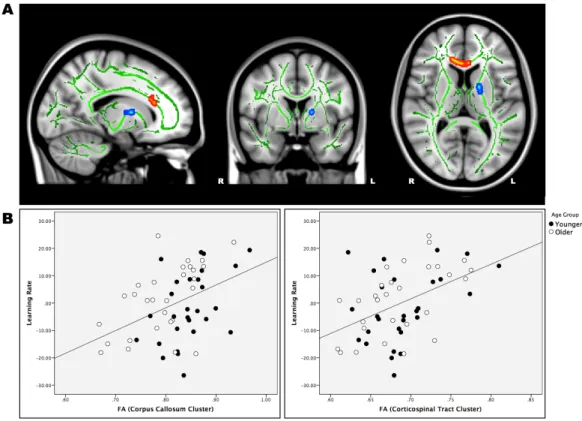 Figure  3.  White  Matter  Correlates  of  Sequence  Learning.  (A)  Clusters  exhibiting  a  positive  correlation  between  FA  and  learning  rate  during  initial  training  session  (p&lt;.05,  corrected)
