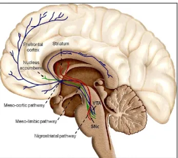 Figure 1. Voie dopaminergique méso-cortico-limbique (Arias-Carrion, Stamelou,  Murillo-Rodriguez, Menendez-Gonzalez, &amp; Poppel, 2010)