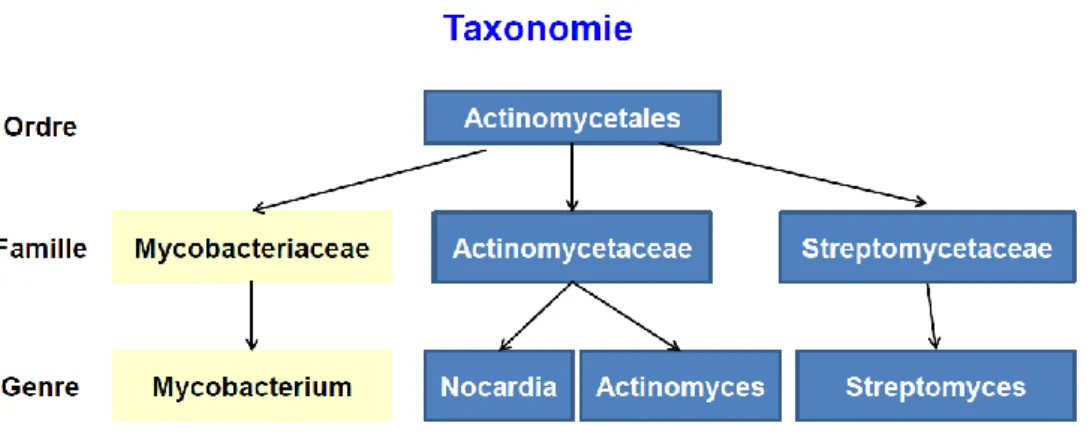Figure 1 : Taxonomie 