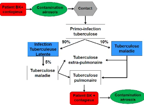 Figure 4 : Histoire naturelle de la tuberculose 