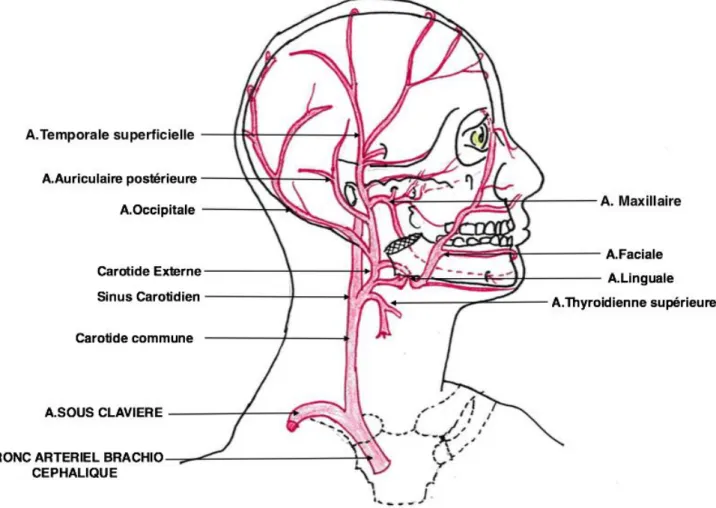 Figure 7 : Branches de l’artère carotide externe 