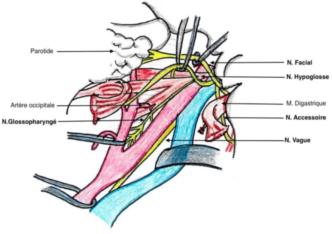Figure 15 : Rapports anatomiques dans la zone de dissection 