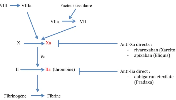 Figure 3 : schéma simplifié de la coagulation et cibles des AOD