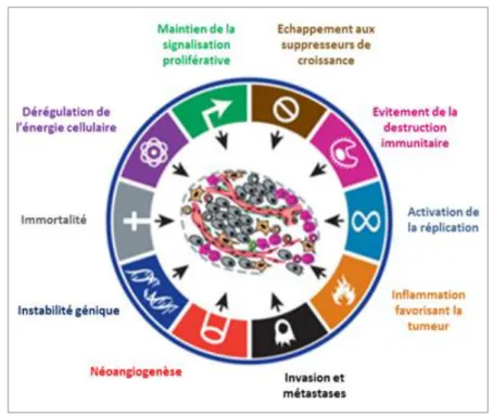 Figure 1 : Caractéristiques des cellules tumorales. D’après (3)  